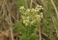 Daphne gnidium